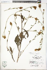 Centaurea nigrescens image