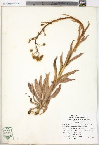 Matthiola incana image