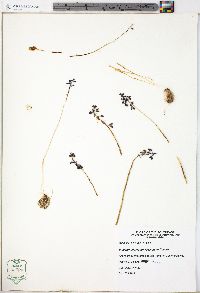 Muscari neglectum image
