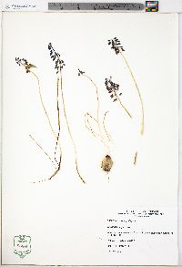 Muscari neglectum image