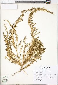 Dysphania pumilio image
