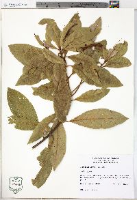 Persea palustris image