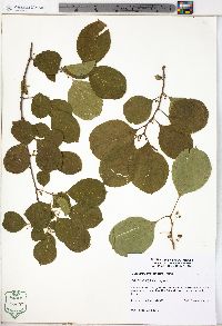 Celastrus orbiculatus image