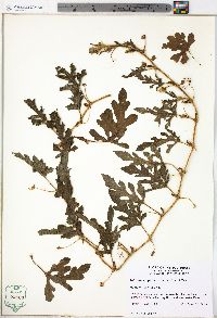 Citrullus lanatus image