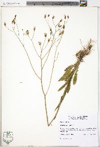 Crepis pulchra image