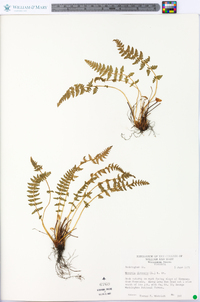 Woodsia ilvensis image