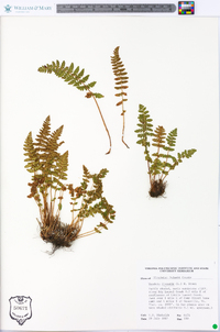 Woodsia ilvensis image