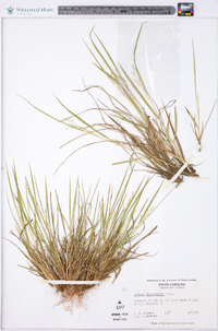 Panicum depauperatum image