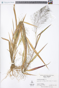 Panicum gattingeri image