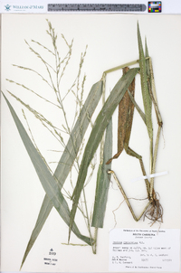 Panicum gymnocarpon image