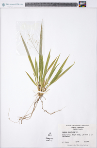 Panicum laxiflorum image