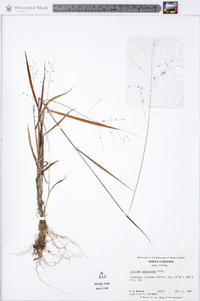 Kellochloa verrucosa image