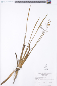 Sagittaria graminea image