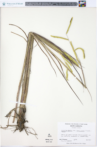 Paspalum praecox image