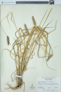 Setaria corrugata image