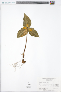 Trillium discolor image