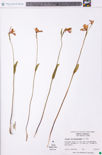 Pogonia ophioglossoides image