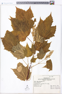 Acer spicatum image