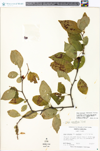 Ilex ambigua image