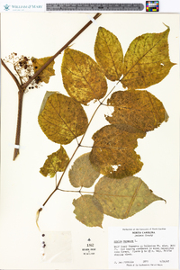 Aralia racemosa image