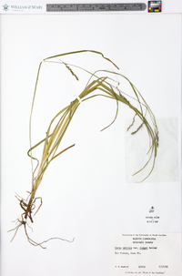 Carex debilis var. rudgei image