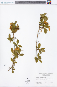 Viburnum obovatum image