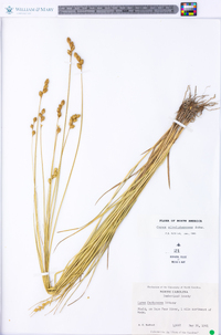 Carex albolutescens image