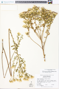 Sericocarpus tortifolius image