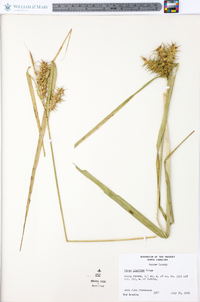 Carex gigantea image