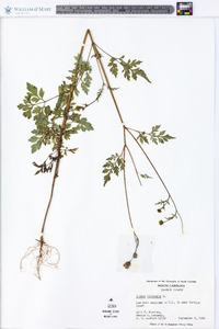 Bidens bipinnata image