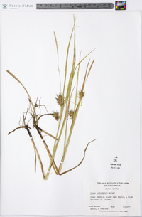 Carex louisianica image