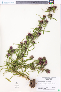 Liatris squarrosa image