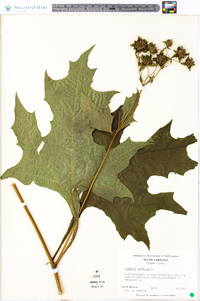 Smallanthus uvedalius image