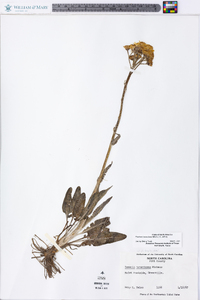 Packera tomentosa image