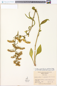 Solidago arguta var. caroliniana image