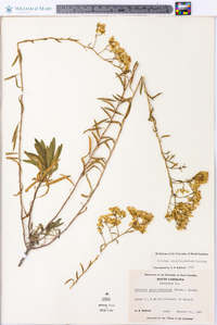 Solidago pauciflosculosa image