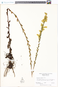 Solidago stricta image