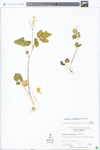 Cardamine flagellifera image