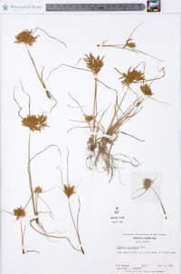 Cyperus filicinus image