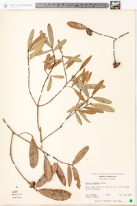 Quercus pumila image