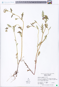 Phacelia purshii image