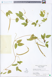 Centrosema virginianum image