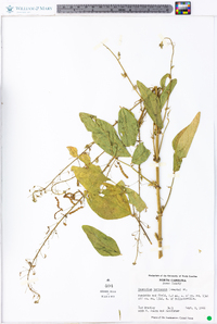 Desmodium tortuosum image