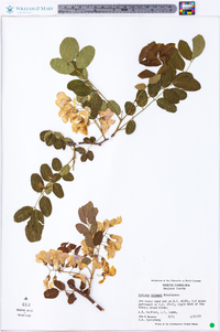 Robinia kelseyi image