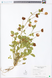 Trifolium hybridum image