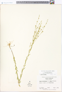 Linum medium var. texanum image