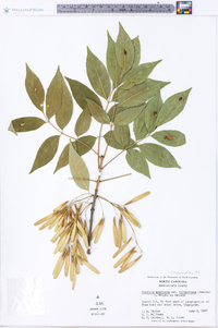 Fraxinus americana var. biltmoreana image