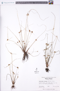 Cyperus neotropicalis image