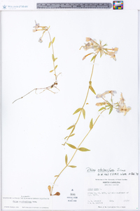 Phlox stolonifera image