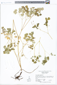 Thalictrum dioicum image